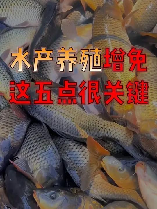 如何增強魚體免疫力以預防腹部充血，如何提高魚體免疫力？