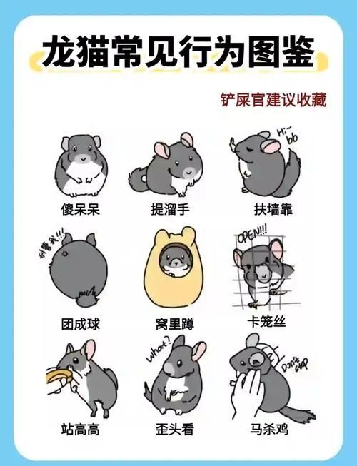 貓和龍貓接觸后需要多久恢復，貓和龍貓接觸后需要多久恢復并配圖1000字詳解