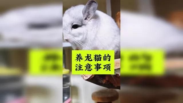 龍貓和貓哪個(gè)比較好養(yǎng)，龍貓和貓哪個(gè)好養(yǎng),龍貓和貓哪個(gè)更適合養(yǎng)貓的人養(yǎng)