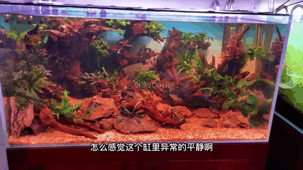 如何降低紅龍魚的領地意識，howtoreduceaggressioninredarowanaaquarium 如何降低紅龍魚的領地意識，howtoreduceaggressioninredarowanaaquarium 龍魚百科 第5張