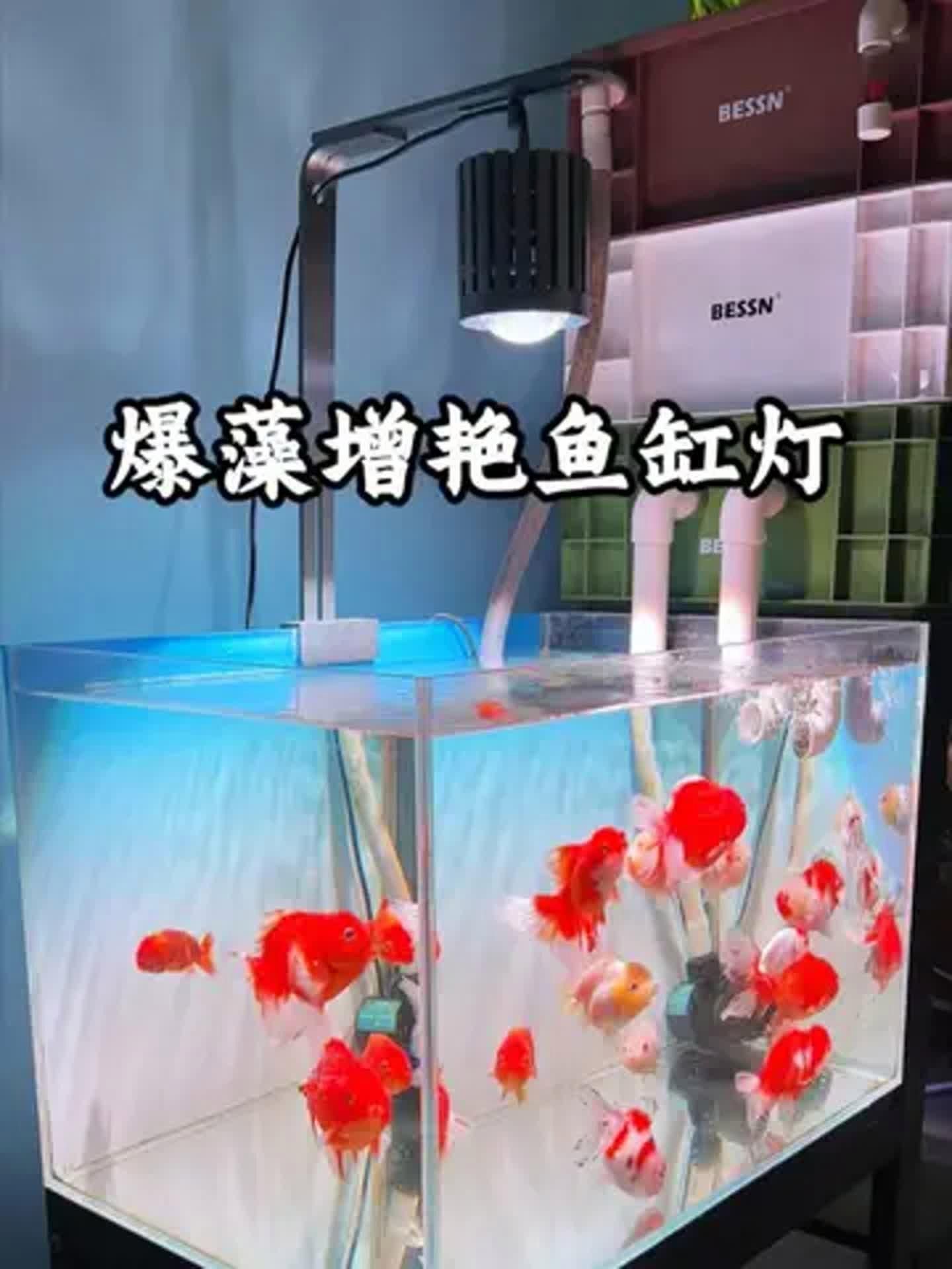 哪種類型的魚缸燈光最好，新手養魚，魚缸燈怎么選