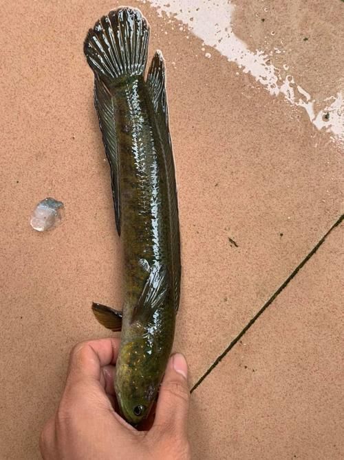 給我一些雷山龍魚的圖片，雷山龍魚品種對照表，方便你快速識別難度