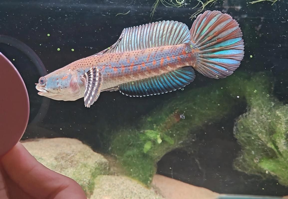 給我一些雷山龍魚的圖片，雷山龍魚品種對照表，方便你快速識別難度