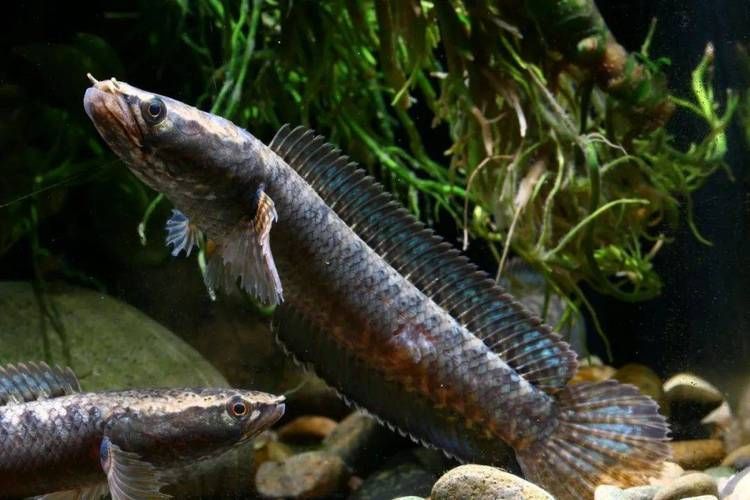 給我一些雷山龍魚的圖片，雷山龍魚品種對照表，方便你快速識別難度