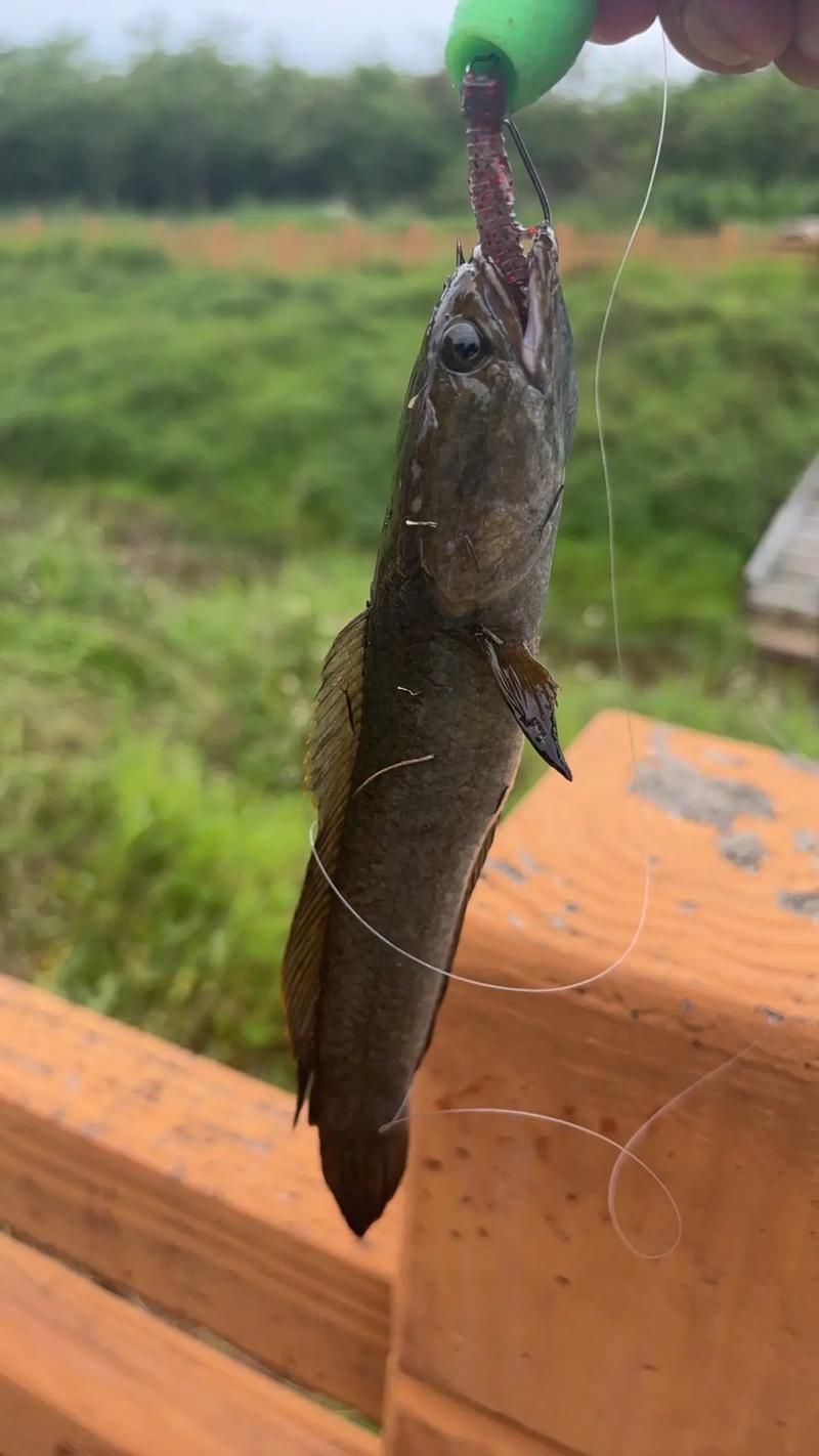 給我一些雷山龍魚的圖片，雷山龍魚品種對照表，方便你快速識別難度