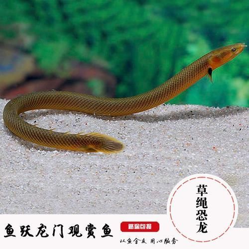 有哪些常見的喀麥隆恐龍魚仿冒品，喀麥隆恐龍魚仿冒品或易混淆品種喀麥隆恐龍魚鑒別指南