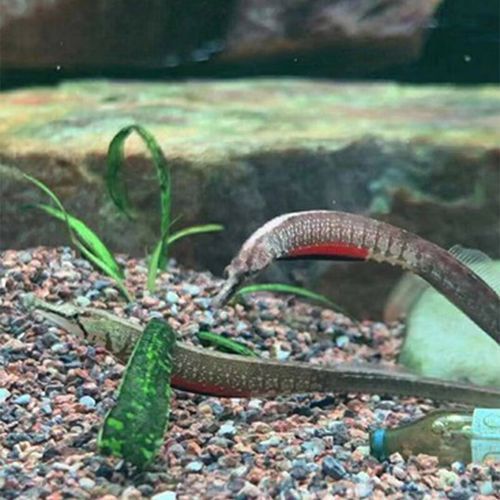 有哪些常見的喀麥隆恐龍魚仿冒品，喀麥隆恐龍魚仿冒品或易混淆品種喀麥隆恐龍魚鑒別指南