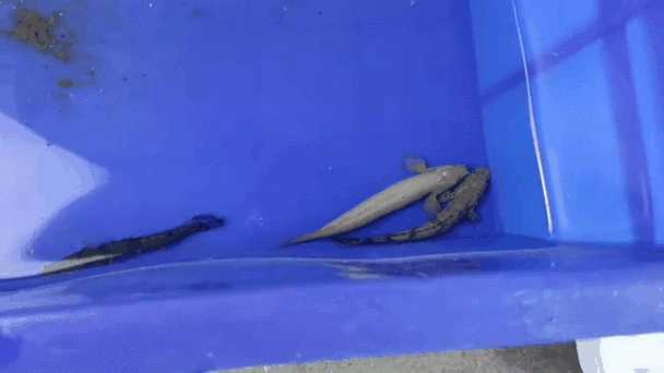有哪些常見的喀麥隆恐龍魚仿冒品，喀麥隆恐龍魚仿冒品或易混淆品種喀麥隆恐龍魚鑒別指南