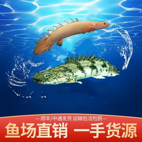 祥龍魚場虎斑恐龍魚的價格是多少，祥龍魚場虎斑恐龍魚價格詳細解析虎斑恐龍魚價格陷阱