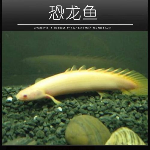 祥龍魚場虎斑恐龍魚的價格是多少，祥龍魚場虎斑恐龍魚價格詳細解析虎斑恐龍魚價格陷阱