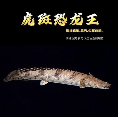 祥龍魚場虎斑恐龍魚的價格是多少，祥龍魚場虎斑恐龍魚價格詳細解析虎斑恐龍魚價格陷阱