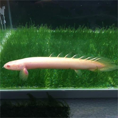 祥龍魚場虎斑恐龍魚的價格是多少，祥龍魚場虎斑恐龍魚價格詳細解析虎斑恐龍魚價格陷阱