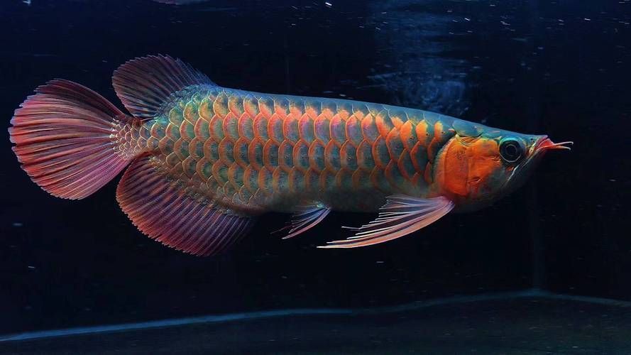 能否提供六盤水龍魚的圖片，六盤水地區(qū)有龍魚養(yǎng)殖嗎？