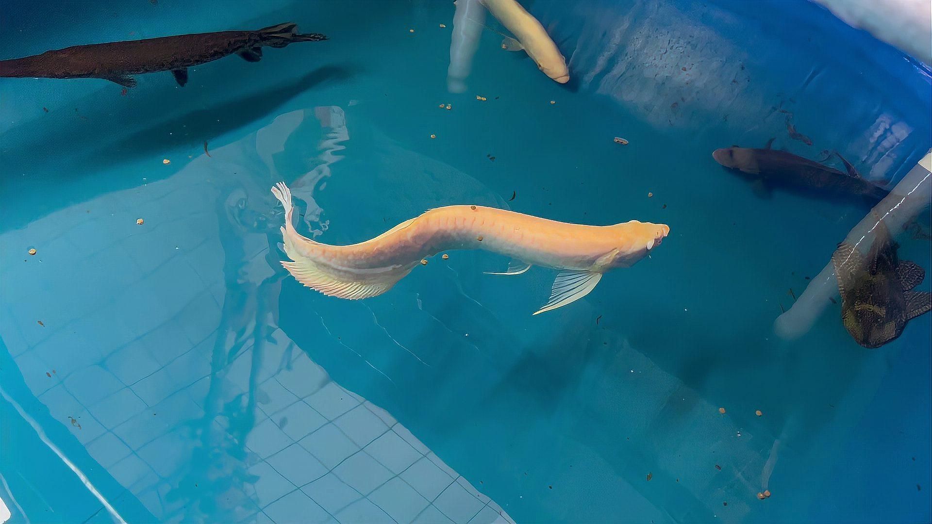 銀龍魚患病后如何治療，銀龍魚常見病對照表