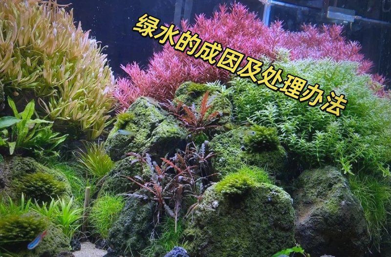 魚缸水發綠后如何補救，魚缸水發綠后如何補救，5個方法教你輕松解決銳目視界