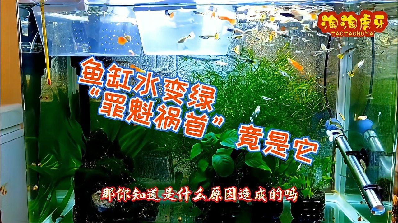 魚缸水發綠后如何補救，魚缸水發綠后如何補救，5個方法教你輕松解決銳目視界