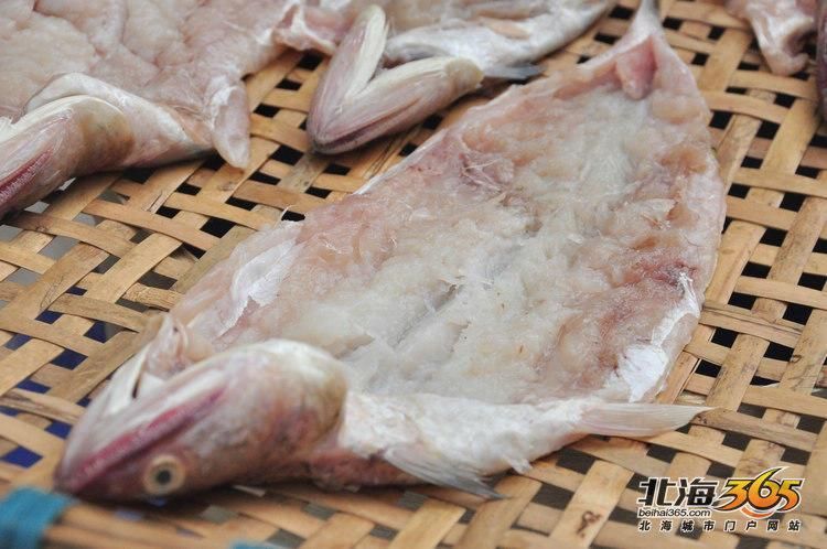 北海葵龍魚的市場供應情況，北?？堲~市場供應情況備受關注，北海葵龍魚市場供應情況