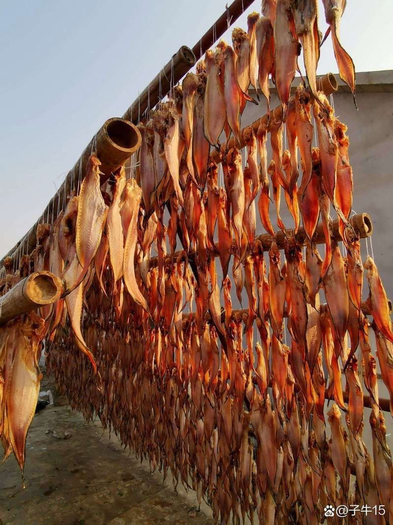 北海葵龍魚的市場供應情況，北海葵龍魚市場供應情況備受關注，北?？堲~市場供應情況