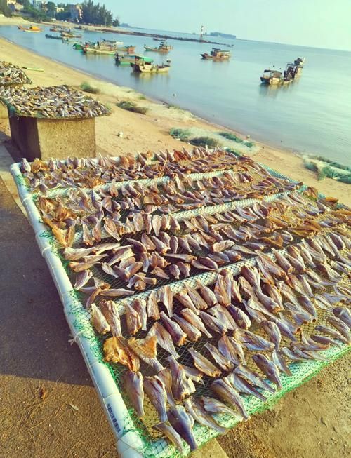 北?？堲~的市場供應情況，北海葵龍魚市場供應情況備受關注，北?？堲~市場供應情況