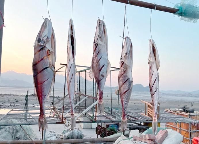 北?？堲~的市場供應情況，北海葵龍魚市場供應情況備受關注，北?？堲~市場供應情況
