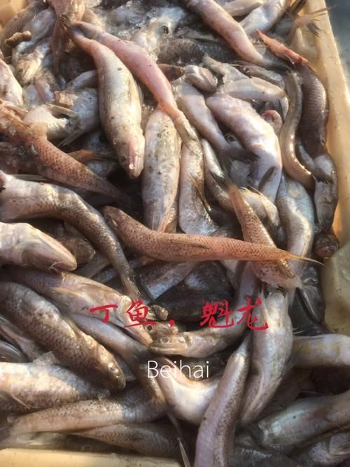 北?？堲~的市場供應情況，北海葵龍魚市場供應情況備受關注，北?？堲~市場供應情況
