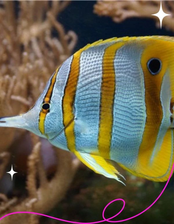 如何區(qū)分龍魚和蝴蝶魚，如何區(qū)分龍魚和蝴蝶魚？