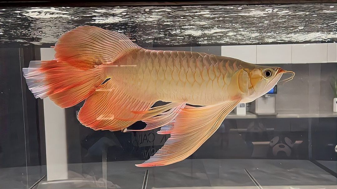 龍魚掉眼手術后需要哪些護理，龍魚掉眼手術后護理