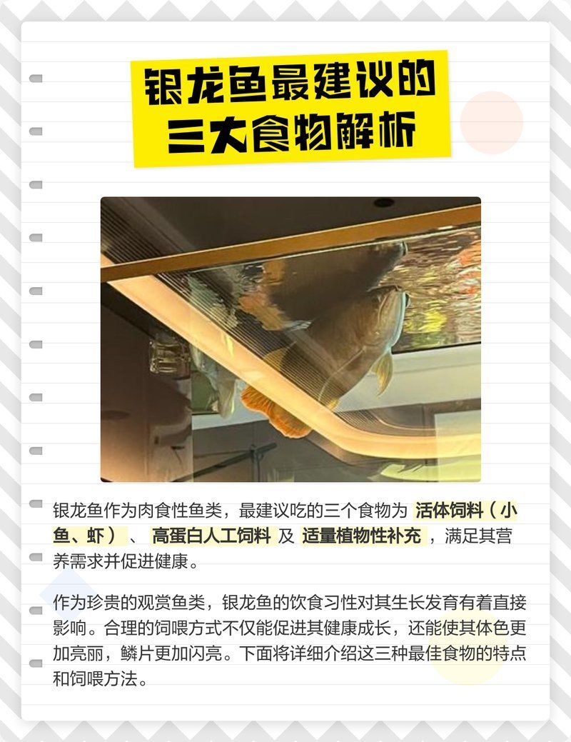 銀龍魚發色期需要哪些營養，銀龍魚發色期喂養計劃表