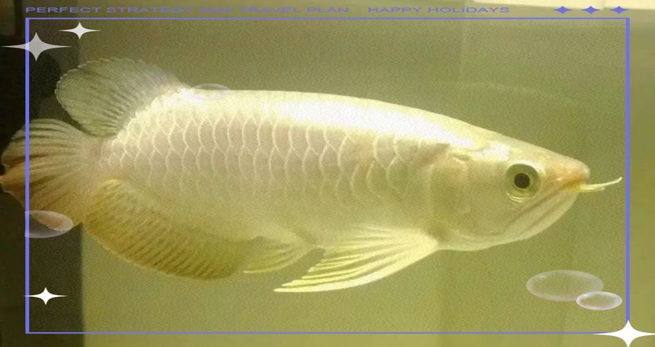 如何辨別泗水龍魚的品相，如何辨別泗水龍魚