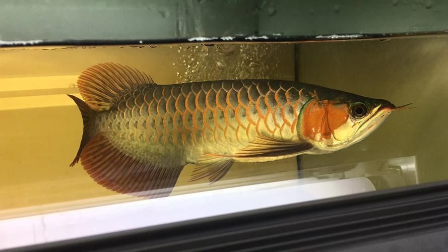 如何辨別泗水龍魚的品相，如何辨別泗水龍魚