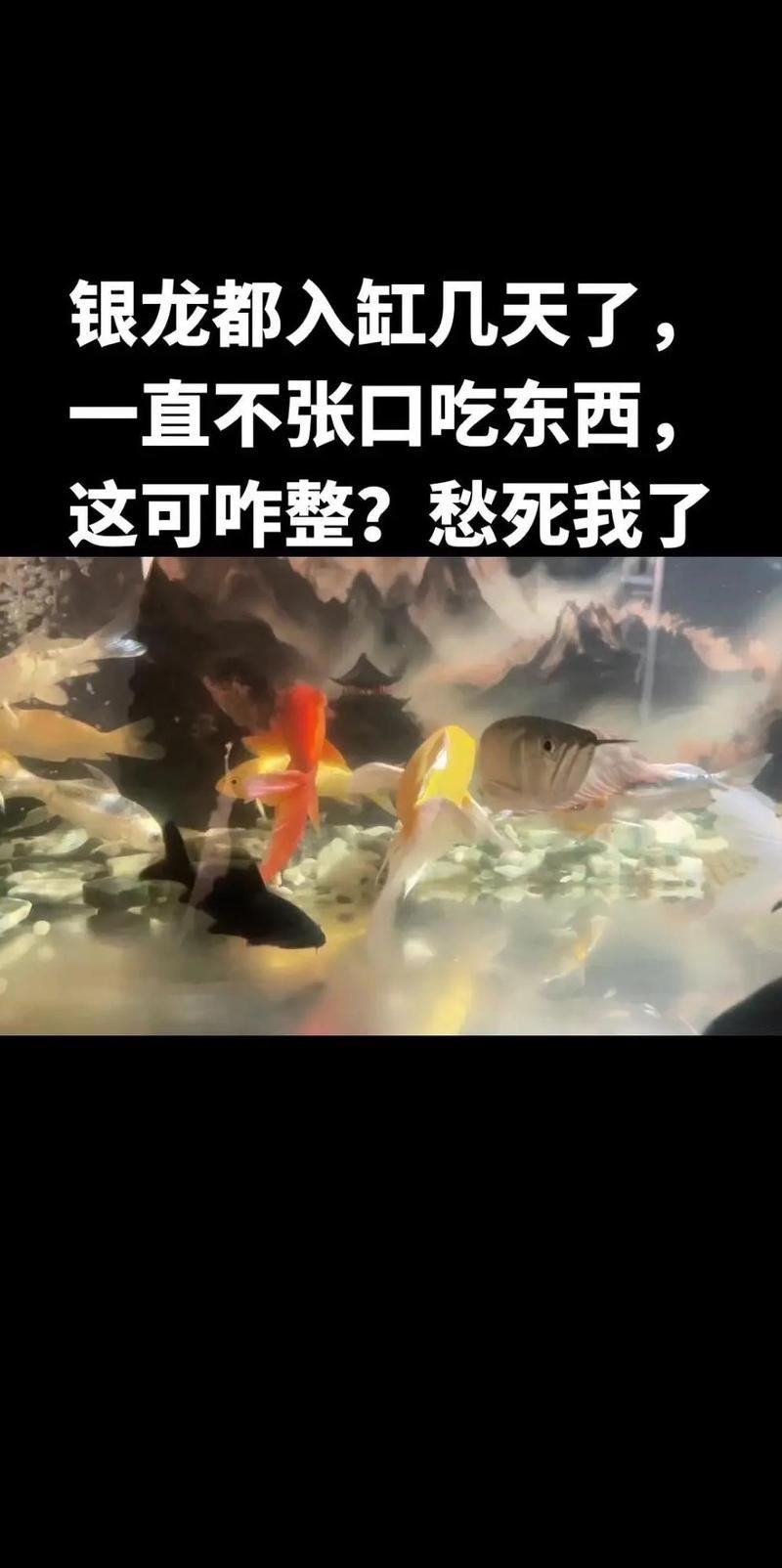 銀龍魚拒食后如何恢復喂食，銀龍魚拒食不是病，而是身體在“求救”