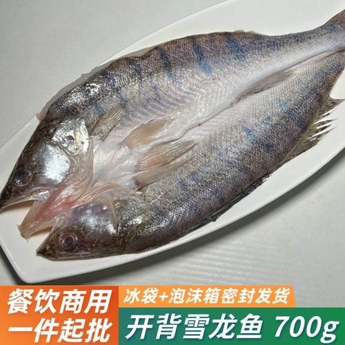 鮮美品牌雪龍魚的價格是多少，鮮美品牌雪龍魚價格是多少鮮美品牌雪龍魚價格是多少