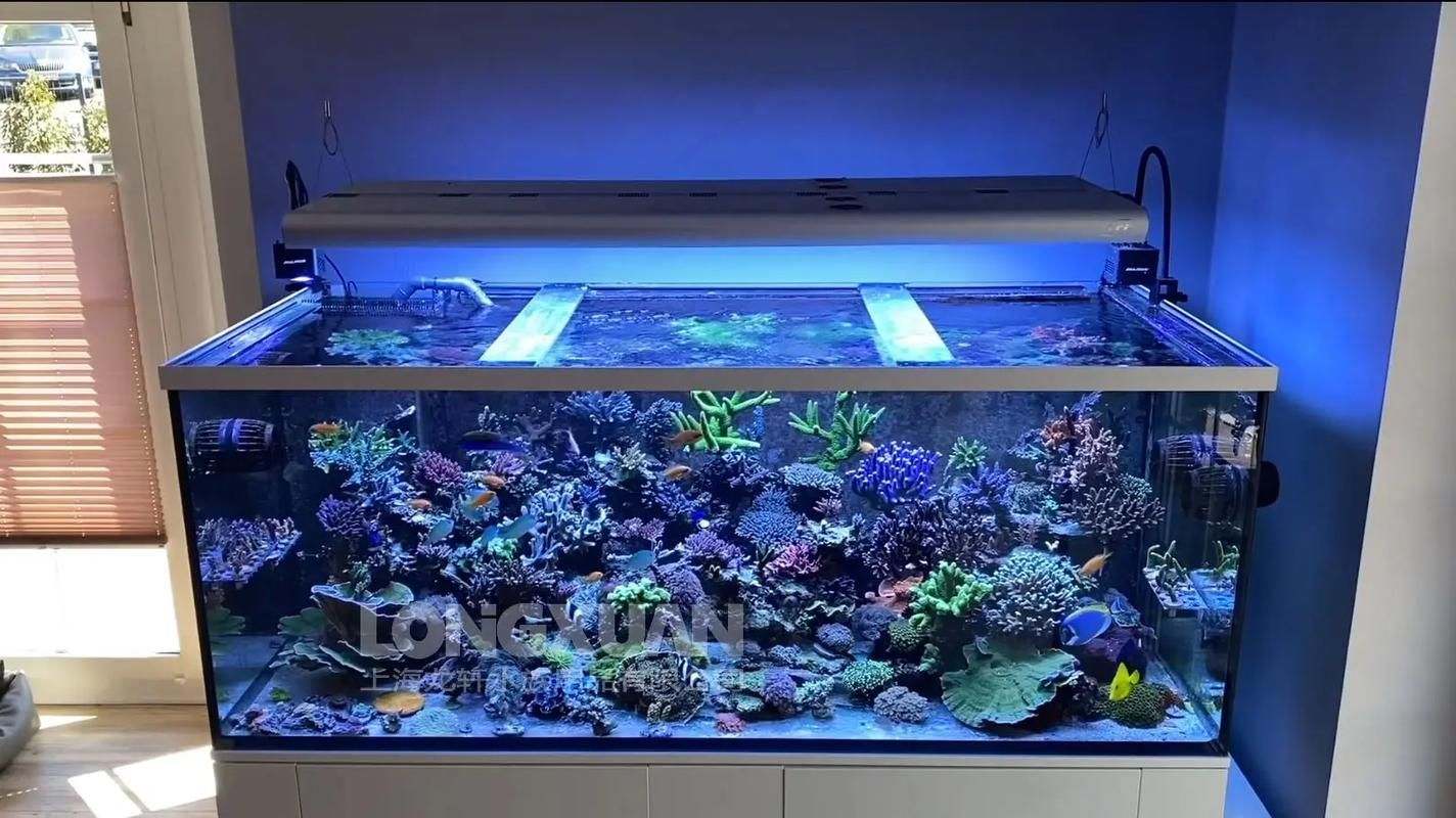 亞克力魚缸有哪些優缺點，亞克力魚缸優缺點解析