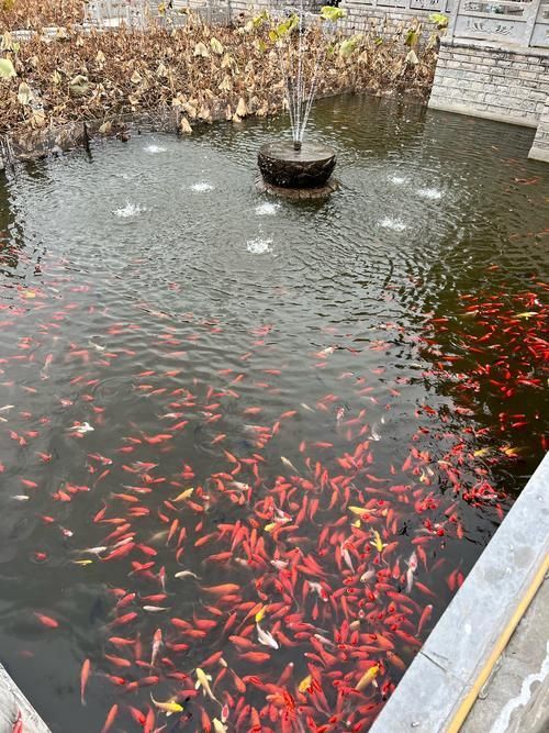 相山龍魚的養殖技術有哪些突破，“相山龍魚”養殖技術突破