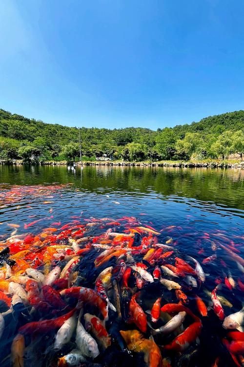 相山龍魚的養殖技術有哪些突破，“相山龍魚”養殖技術突破