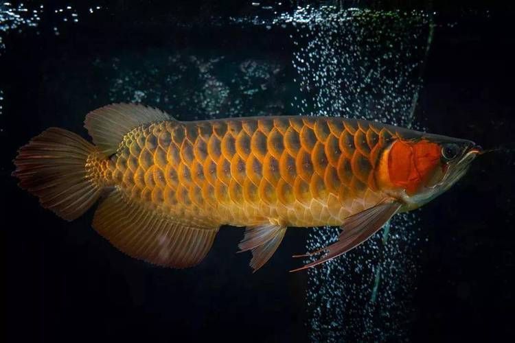 給我?guī)追櫨垖m紅龍魚的圖片，鴻京龍宮紅龍魚
