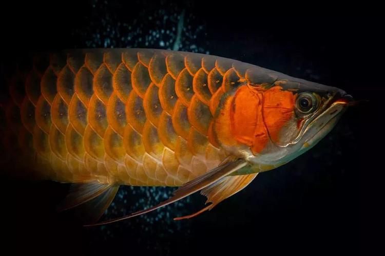 給我?guī)追櫨垖m紅龍魚的圖片，鴻京龍宮紅龍魚