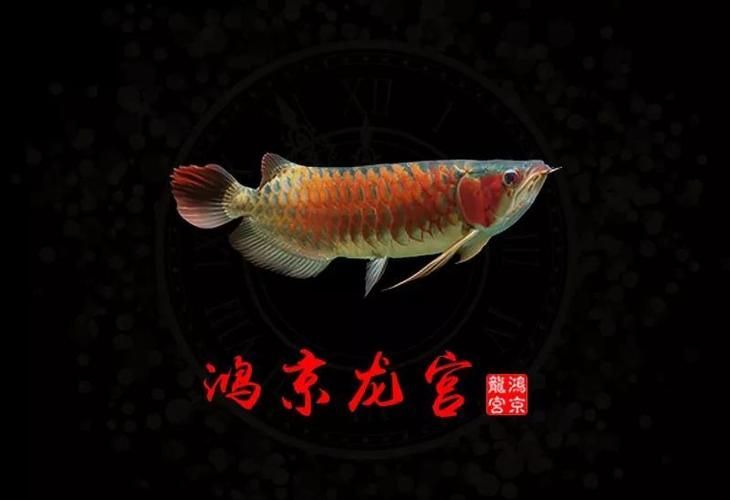 給我?guī)追櫨垖m紅龍魚的圖片，鴻京龍宮紅龍魚
