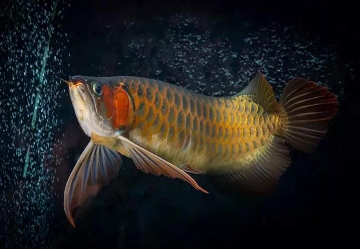 給我?guī)追櫨垖m紅龍魚的圖片，鴻京龍宮紅龍魚