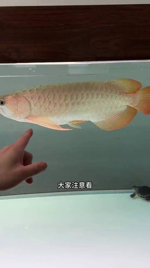 給我一些預防龍魚腸胃疾病的圖片，如何預防龍魚腸胃疾病