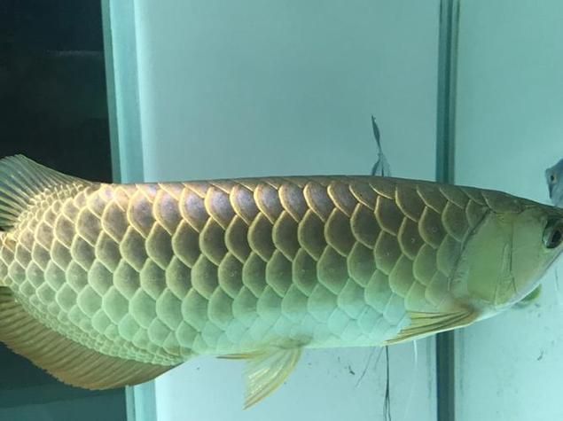 給我一些預防龍魚腸胃疾病的圖片，如何預防龍魚腸胃疾病