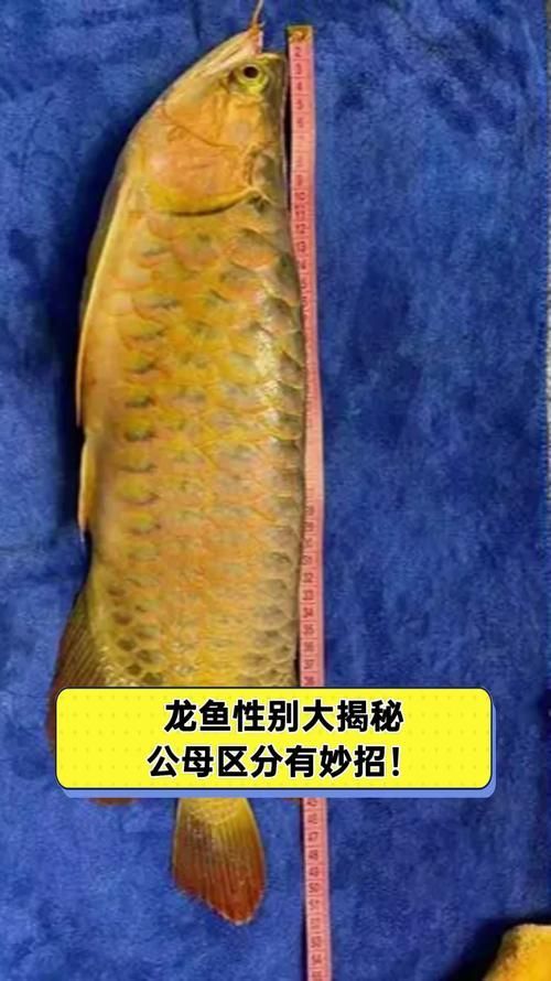 如何鑒別東源龍魚的品質，東源龍魚如何鑒別