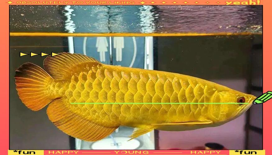 有哪些龍魚發色案例可以參考，如何判斷龍魚發色？ 有哪些龍魚發色案例可以參考，如何判斷龍魚發色？ 龍魚百科 第21張