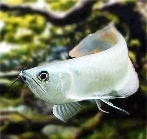 有哪些龍魚發色案例可以參考，如何判斷龍魚發色？ 有哪些龍魚發色案例可以參考，如何判斷龍魚發色？ 龍魚百科 第20張