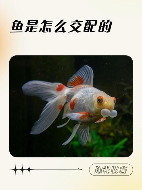 西青龍魚的人工繁殖技術，西青龍魚人工繁殖技術