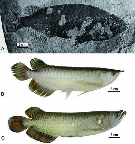 大新龍魚是否真實存在，大新龍魚是否真實存在的，大新龍魚是否真實存在 大新龍魚是否真實存在，大新龍魚是否真實存在的，大新龍魚是否真實存在 龍魚百科 第2張