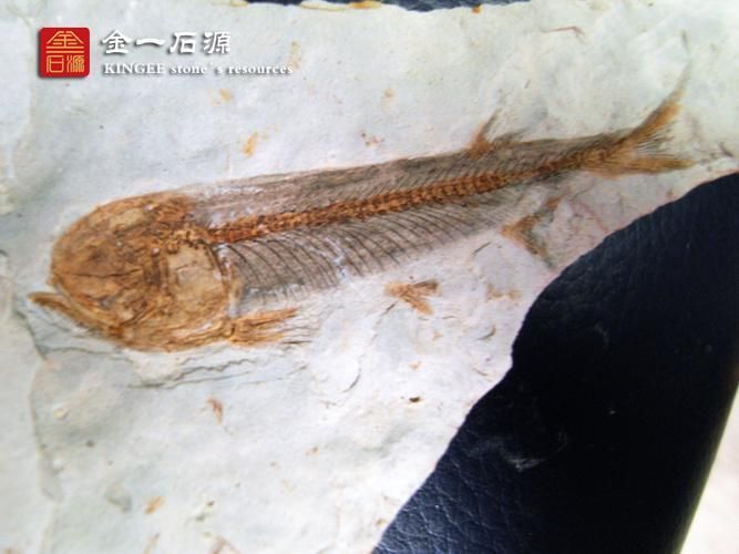 大新龍魚是否真實存在，大新龍魚是否真實存在的，大新龍魚是否真實存在 大新龍魚是否真實存在，大新龍魚是否真實存在的，大新龍魚是否真實存在 龍魚百科 第1張