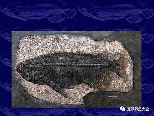 大新龍魚是否真實存在，大新龍魚是否真實存在的，大新龍魚是否真實存在 大新龍魚是否真實存在，大新龍魚是否真實存在的，大新龍魚是否真實存在 龍魚百科 第3張