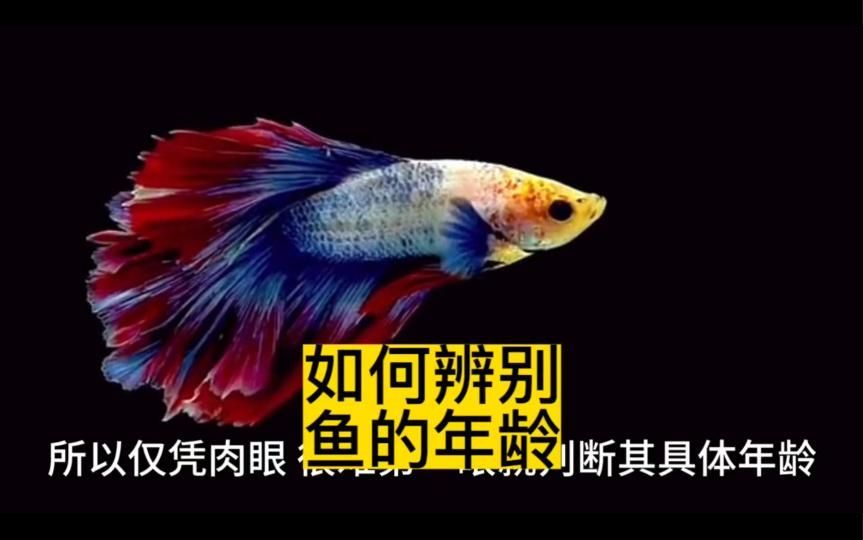 如何判斷東方小火龍魚(yú)的年齡，東方小火龍魚(yú)的年齡如何判斷東方小火龍魚(yú)的年齡和年齡