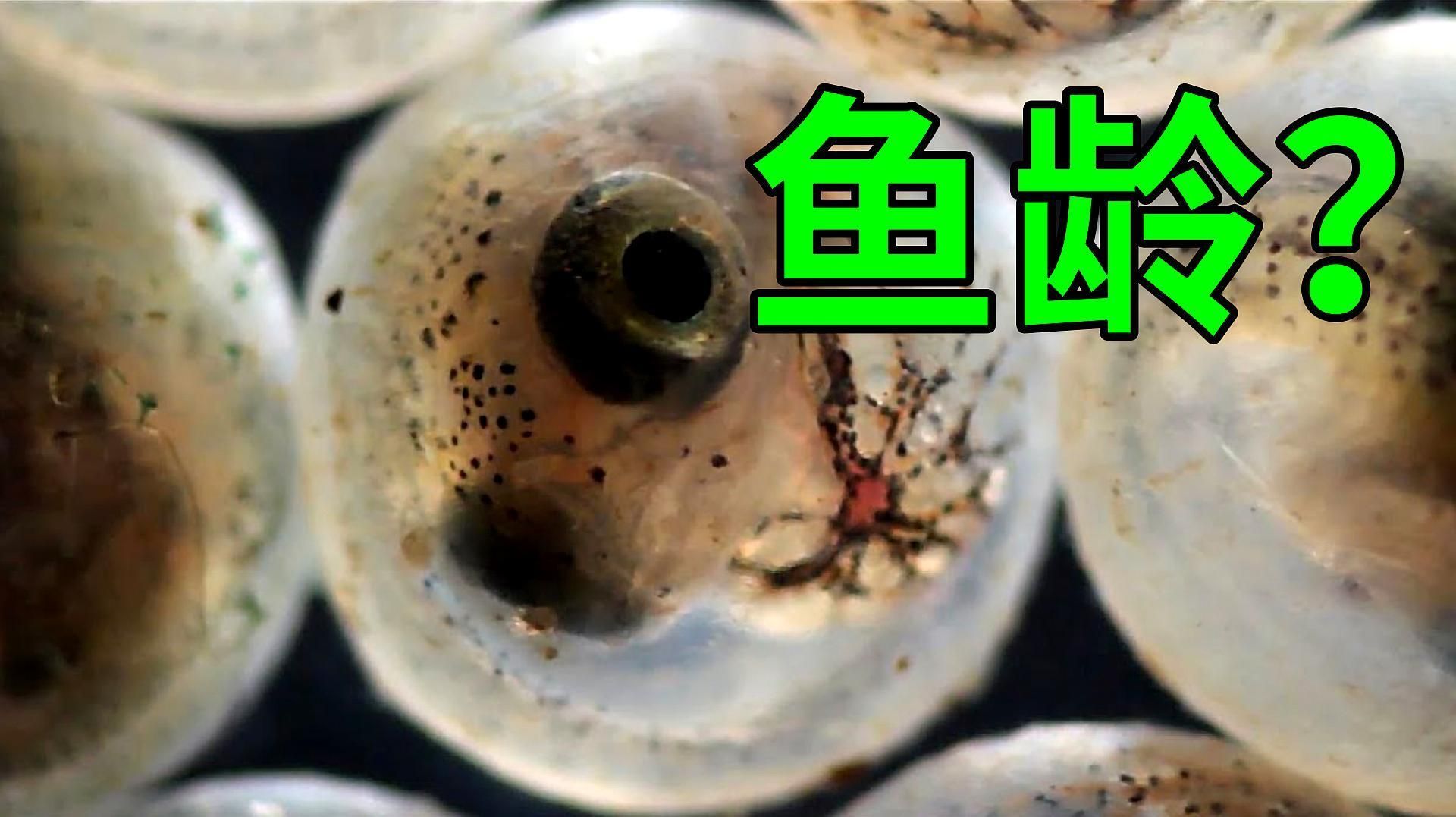 如何判斷東方小火龍魚(yú)的年齡，東方小火龍魚(yú)的年齡如何判斷東方小火龍魚(yú)的年齡和年齡